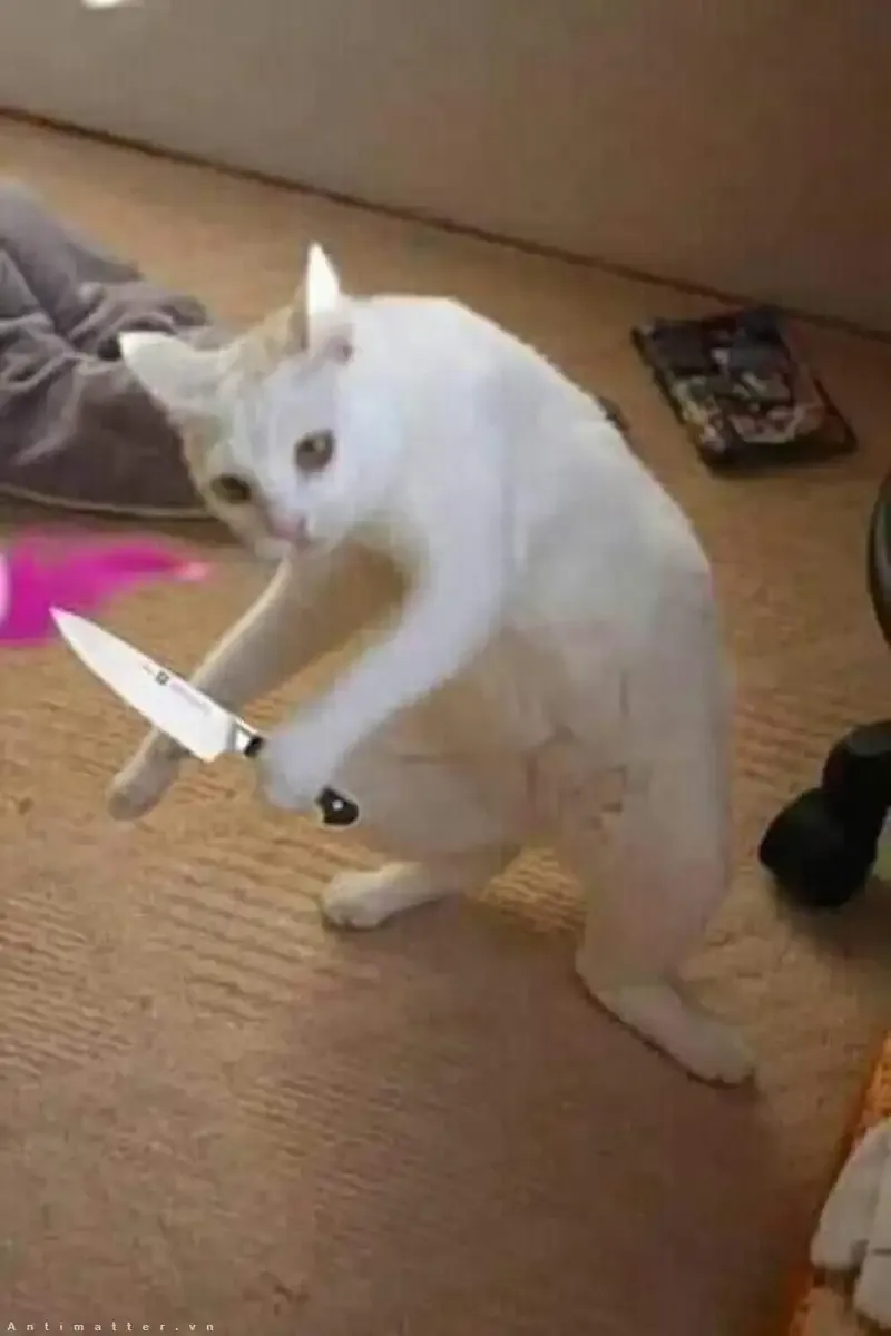 ảnh meme mèo cầm dao 6