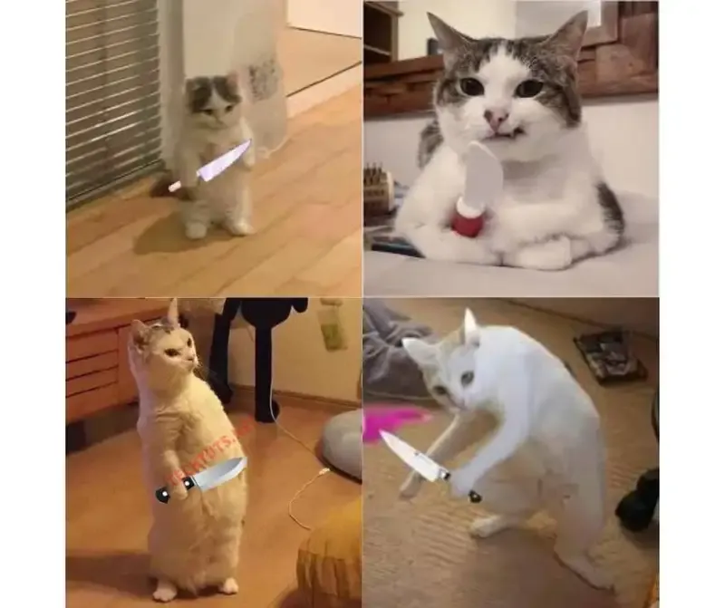 ảnh meme mèo cầm dao 19