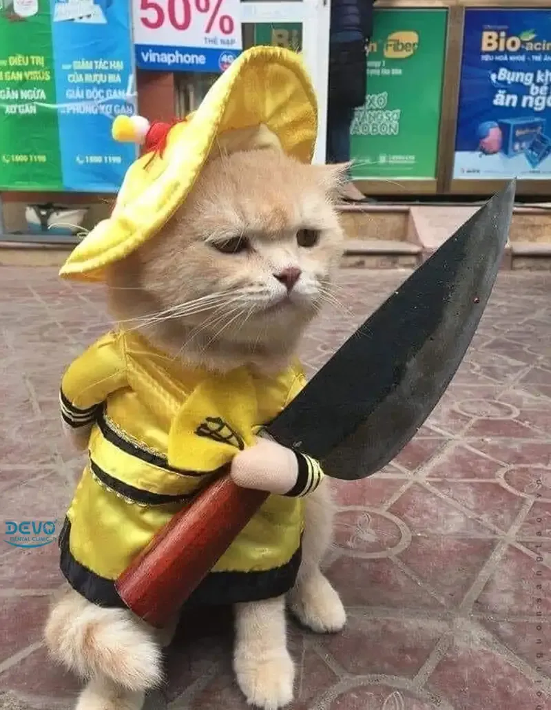 ảnh meme mèo cầm dao 7