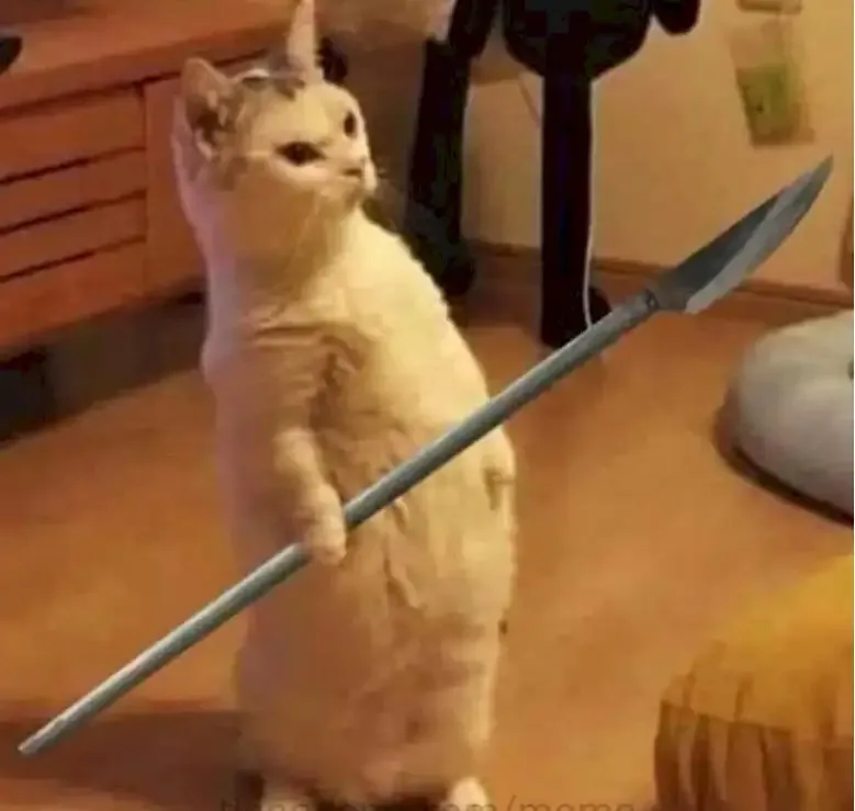 ảnh meme mèo cầm dao 9
