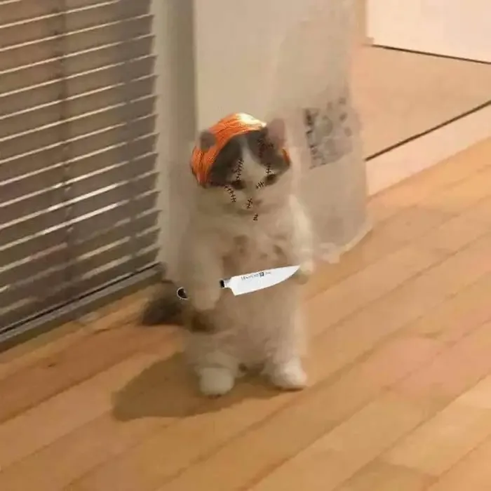 ảnh meme mèo cầm dao 23