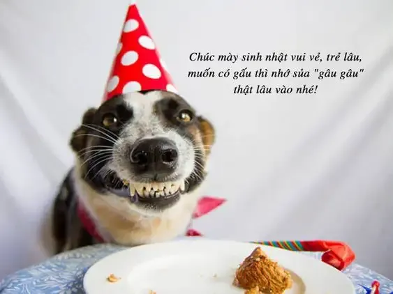  meme sinh nhật 15