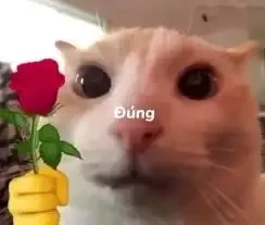ảnh meme tặng hoa 24
