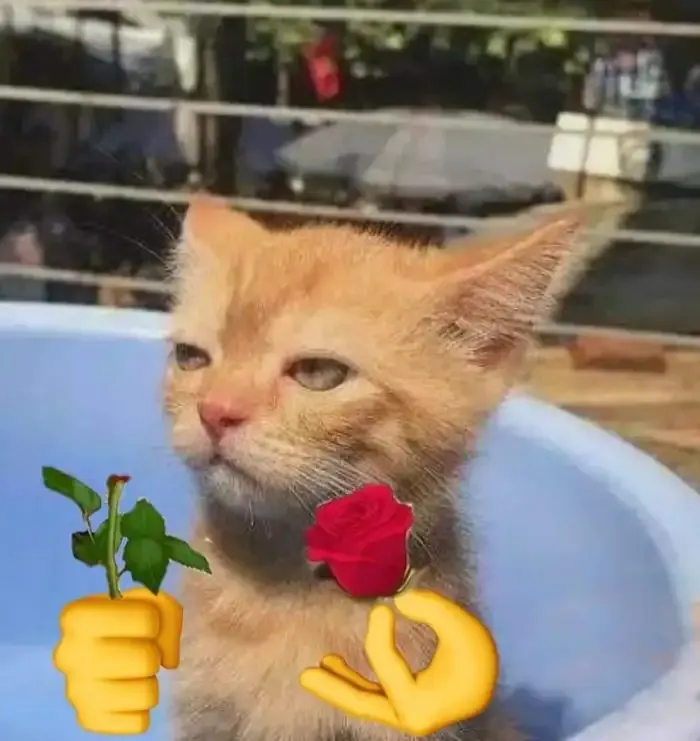 ảnh meme tặng hoa 28