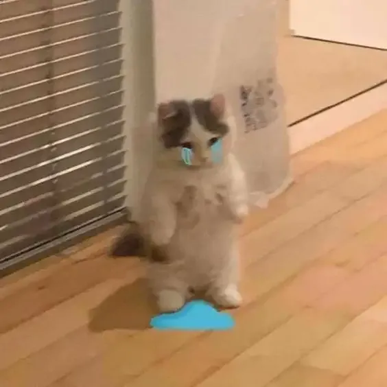  ảnh meme xin lỗi 20