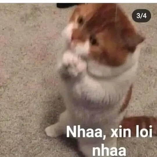  ảnh meme xin lỗi 5