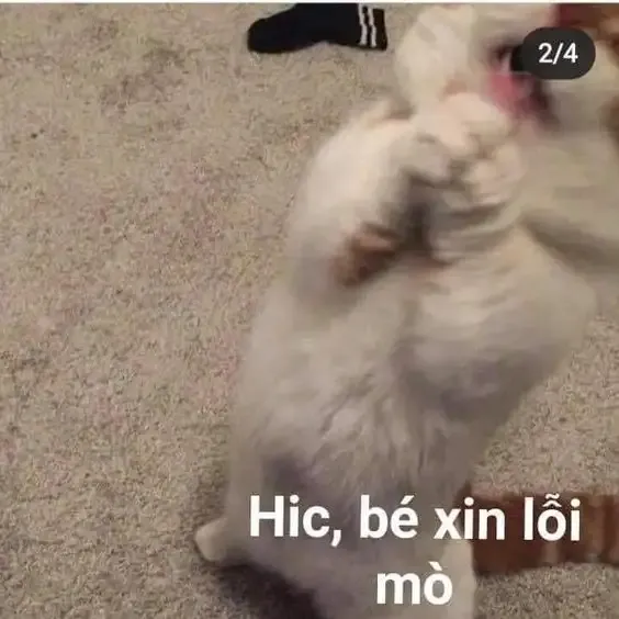  ảnh meme xin lỗi 7