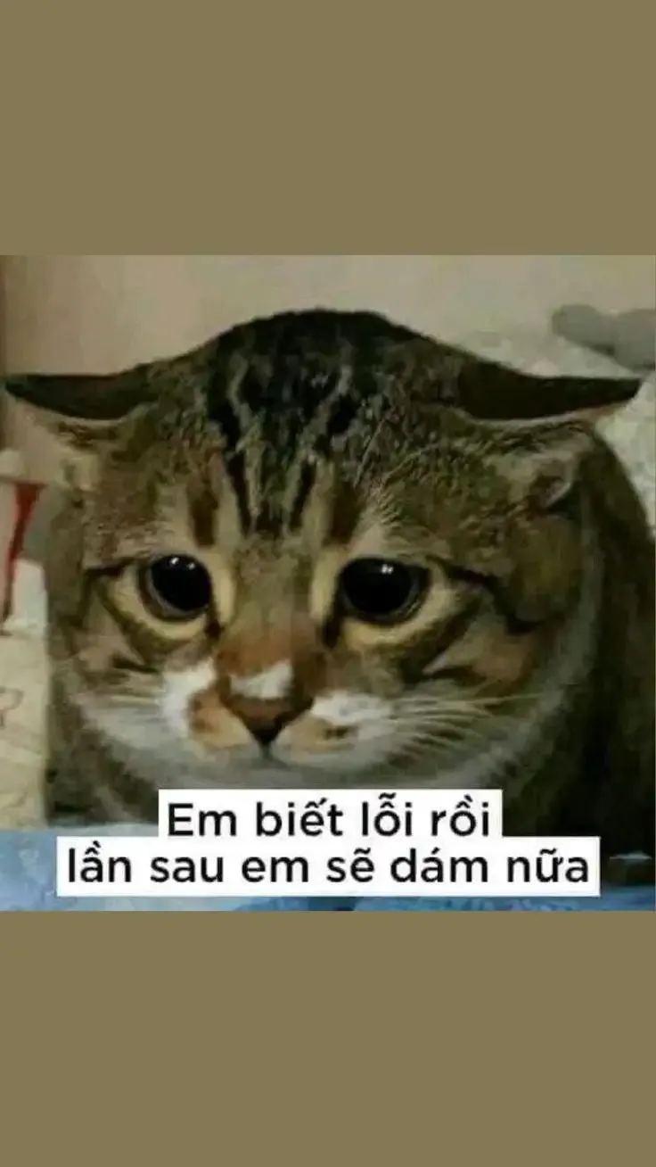  ảnh meme xin lỗi 8
