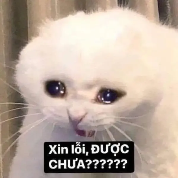  ảnh meme xin lỗi 12