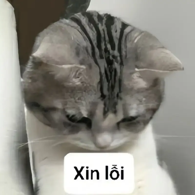  ảnh meme xin lỗi 29