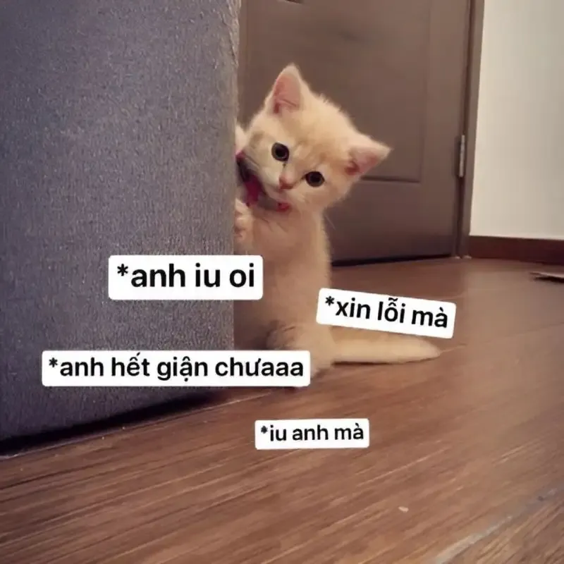  ảnh meme xin lỗi 15