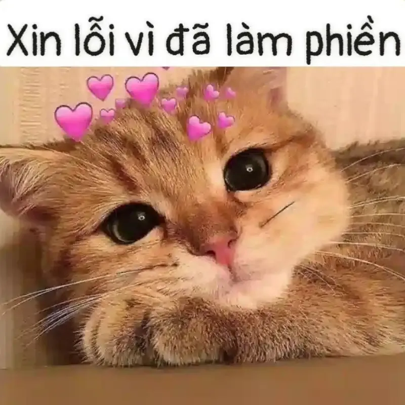  ảnh meme xin lỗi 30
