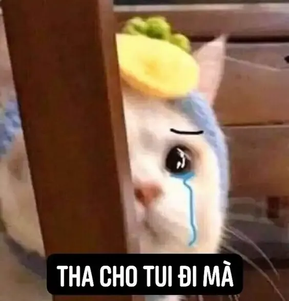  ảnh meme xin lỗi 17