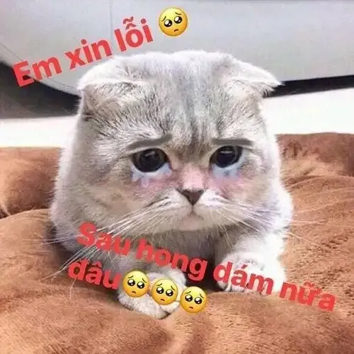  ảnh meme xin lỗi 18