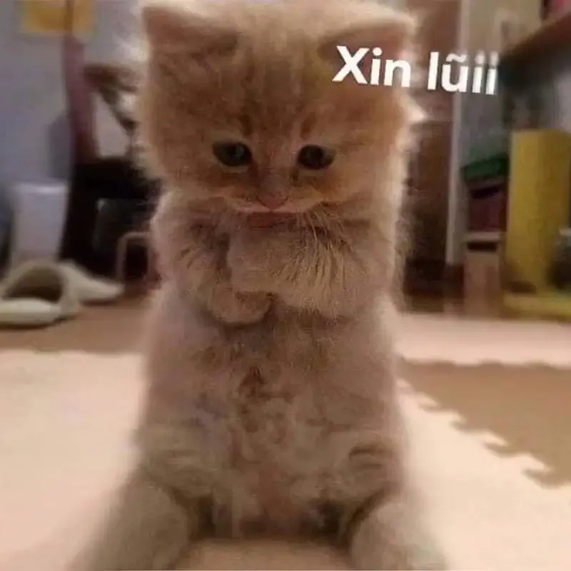  ảnh meme xin lỗi 37