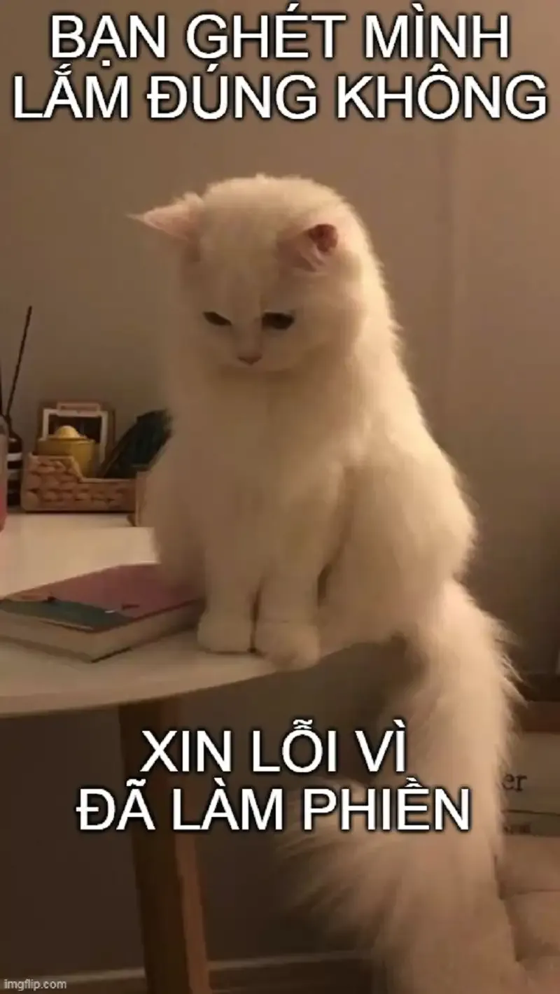  ảnh meme xin lỗi 19