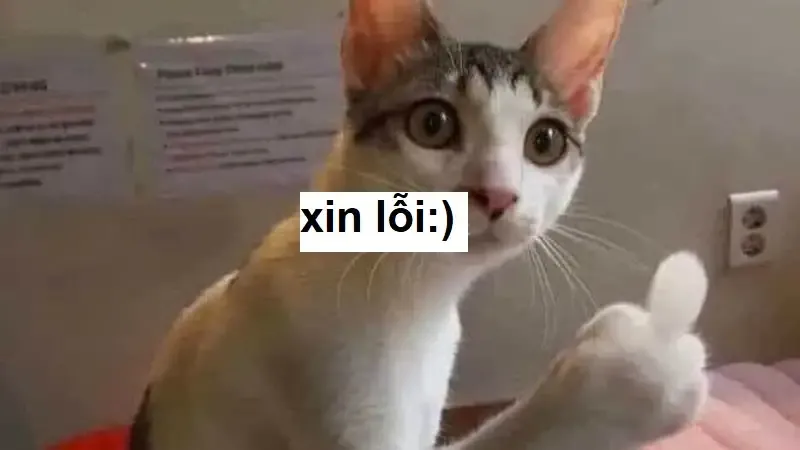 ảnh meme xin lỗi 38