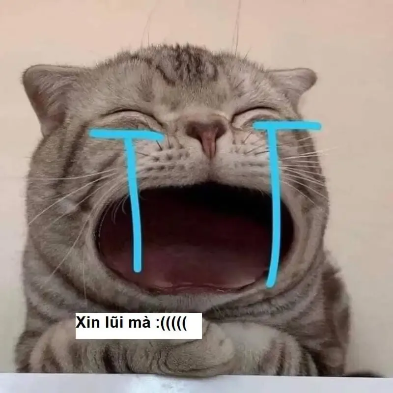  ảnh meme xin lỗi 39