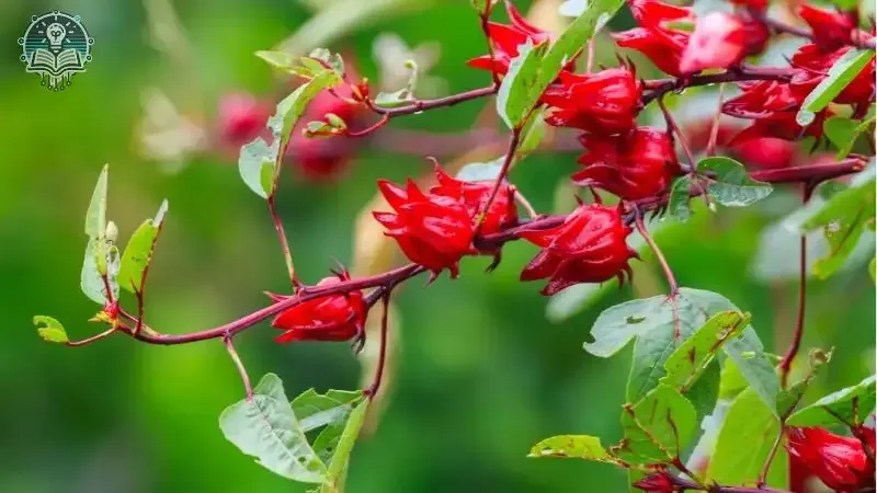 tác hại của atiso đỏ 1