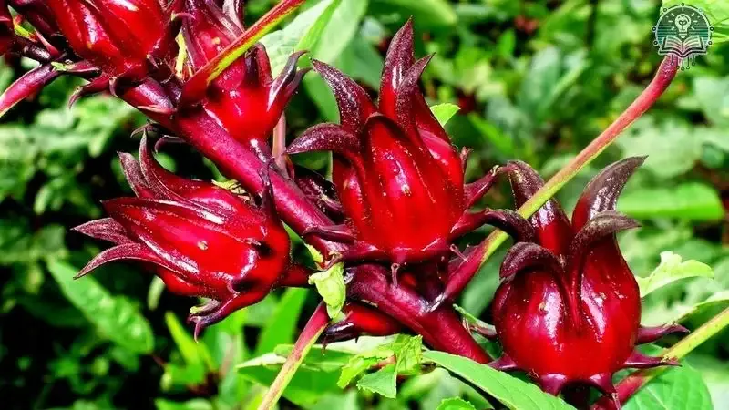 tác hại của atiso đỏ 2