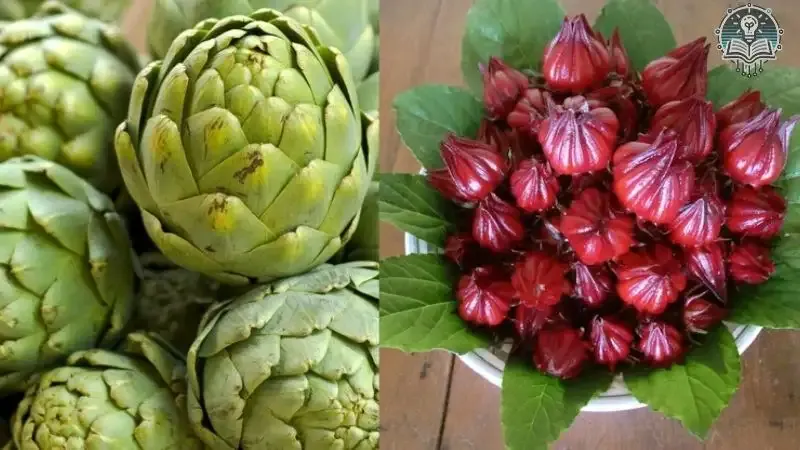 tác hại của atiso đỏ 5