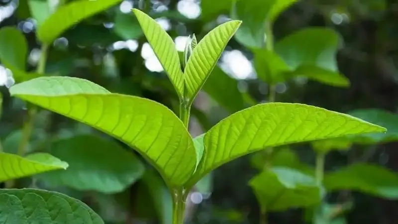 tác hại của lá ổi 1