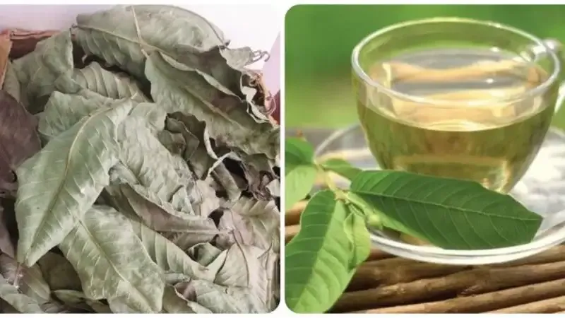 tác hại của lá ổi 2