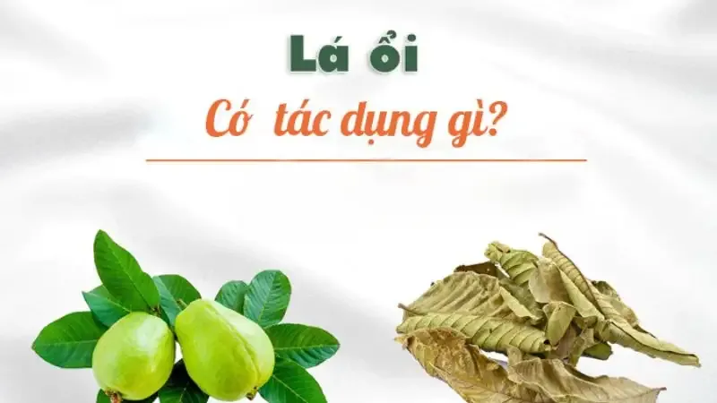 tác hại của lá ổi 3