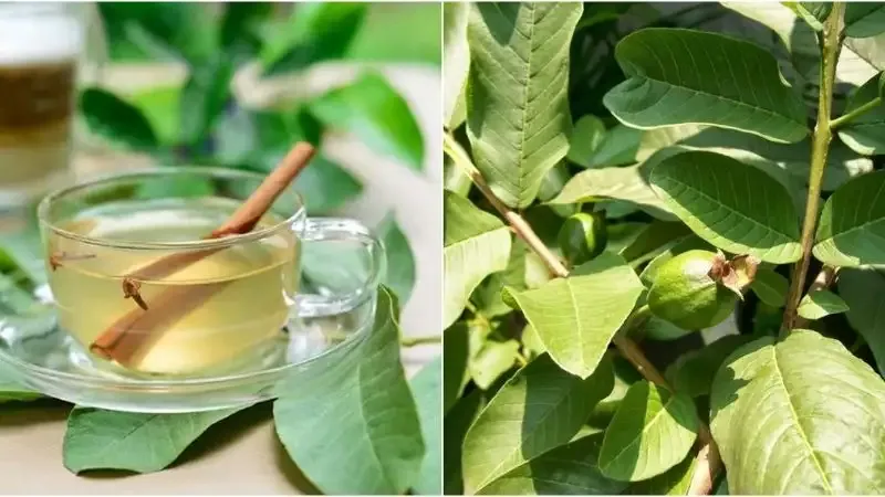 tác hại của lá ổi 4