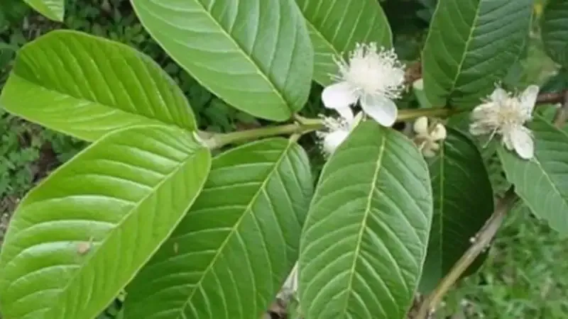 tác hại của lá ổi 5
