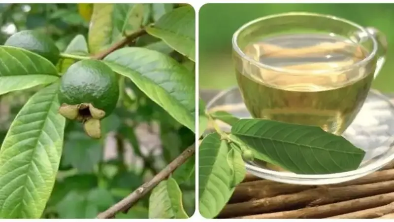 tác hại của lá ổi 7