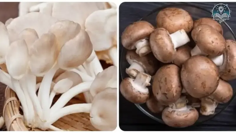 Tác hại của việc ăn quá nhiều nấm 8