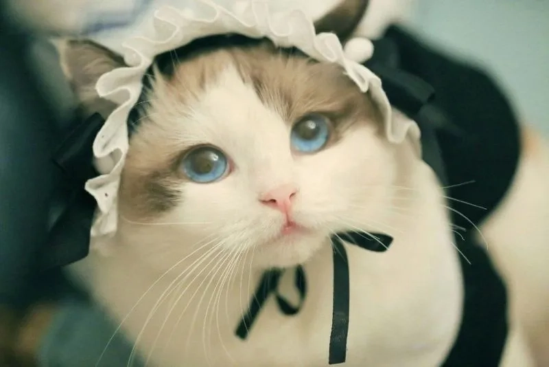 Avatar anime nữ cute thể hiện sự ngây thơ và dễ thương qua từng chi tiết