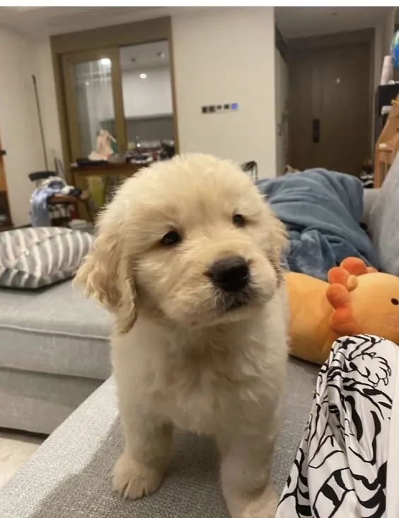 Hình nền chó shiba cute mang lại không gian dễ thương và đáng yêu