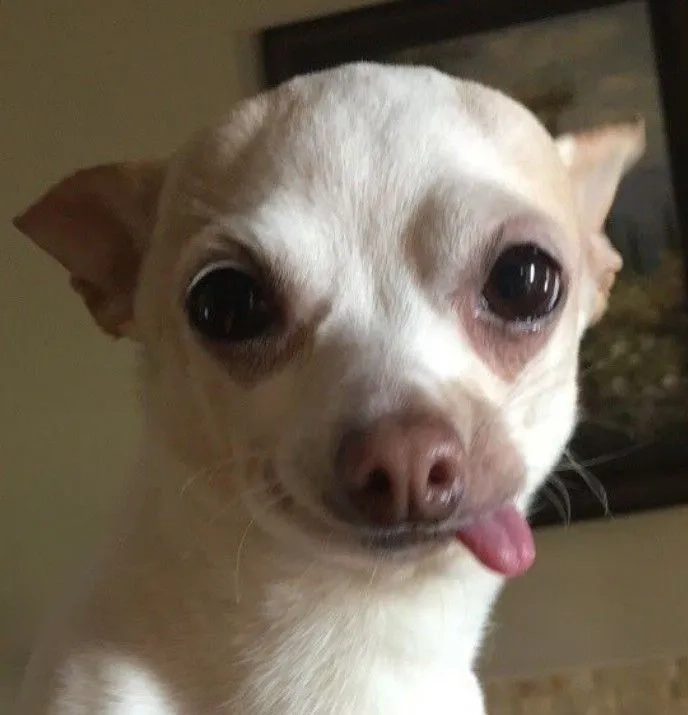 Hình nền chó cute giúp tạo không gian dễ chịu và dễ thương