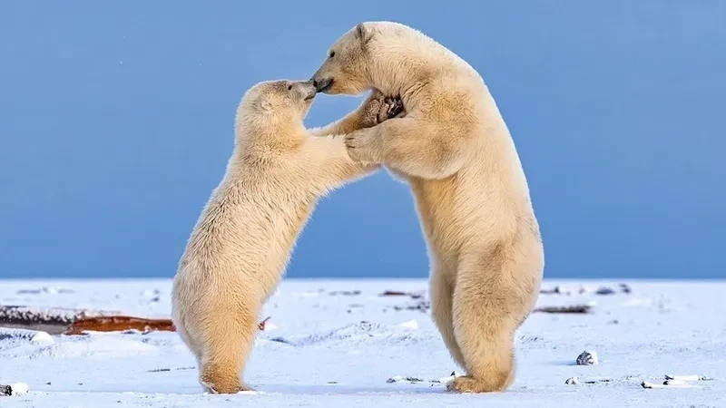 Hình cute gấu trắng với phong cách tươi mới, phù hợp mọi lứa tuổi