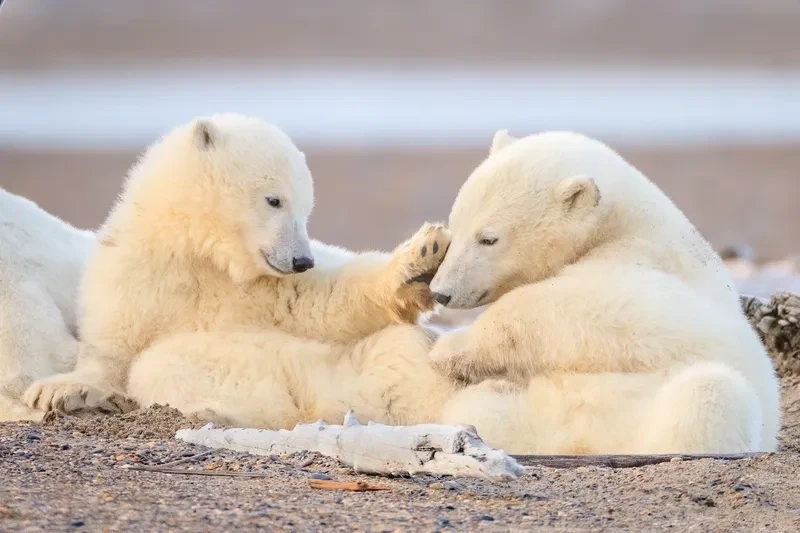 Hình nền cute gấu trắng với thiết kế dễ thương và ngộ nghĩnh