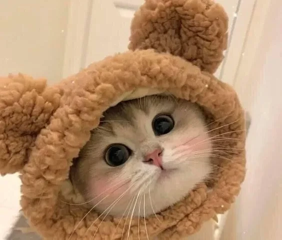 Hài hước meme gấu trúc troll face mang lại tiếng cười thú vị