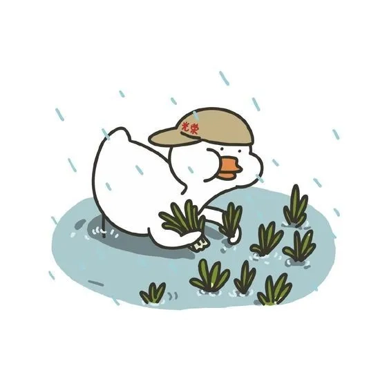 Một con vịt trắng với nét ngộ nghĩnh và dễ thương, gây sự chú ý
